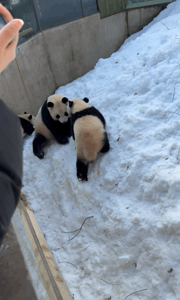 오늘자 용인소싸움의 주인공🐼 아이바오❤️루이바오 | 인스티즈
