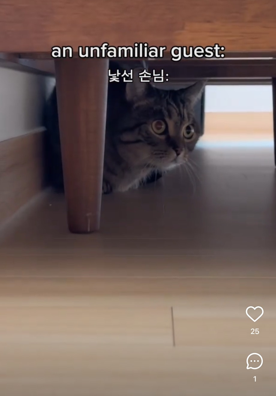 고양이 특 | 인스티즈