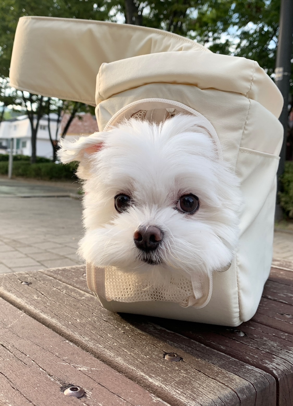 착한강아지 이미지