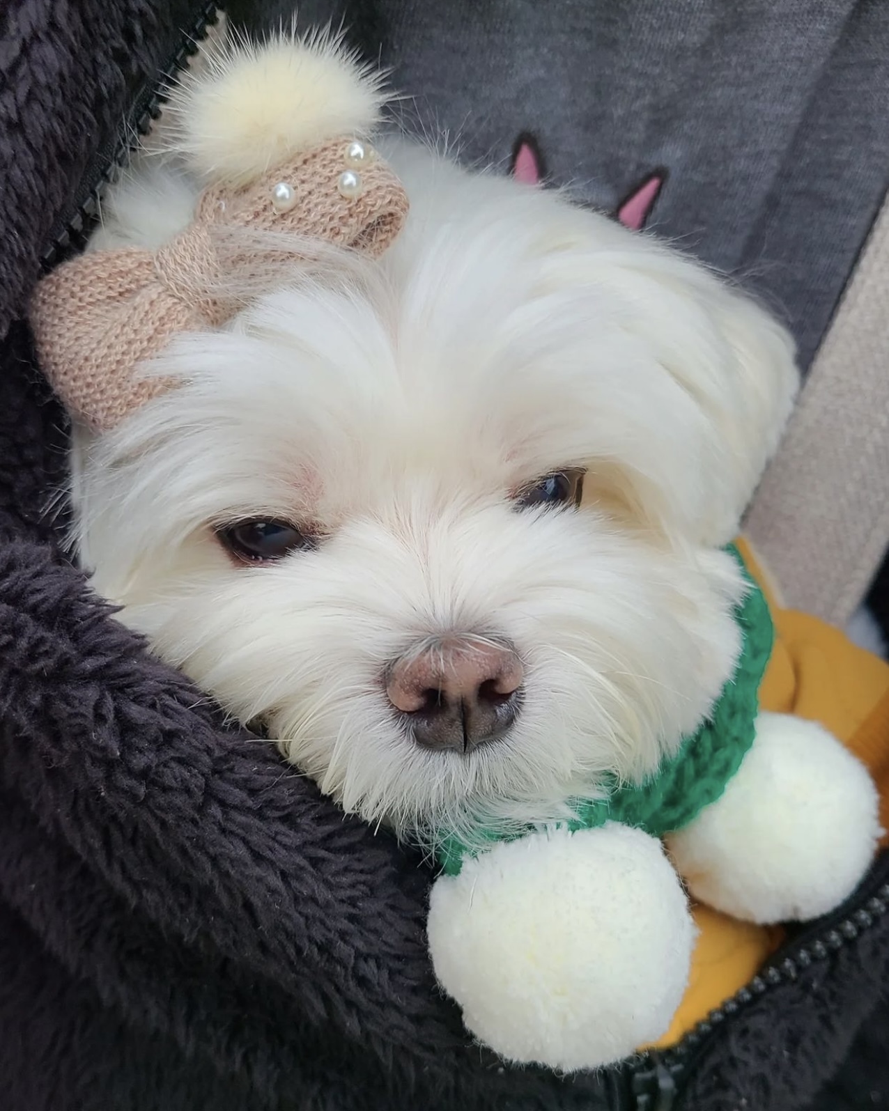 택배견 경태 인스타.jpg | 인스티즈