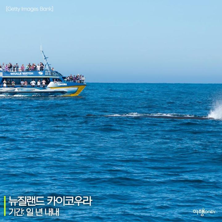 우영우도 사랑한 고래들을 볼 수 있는 곳.jpg | 인스티즈