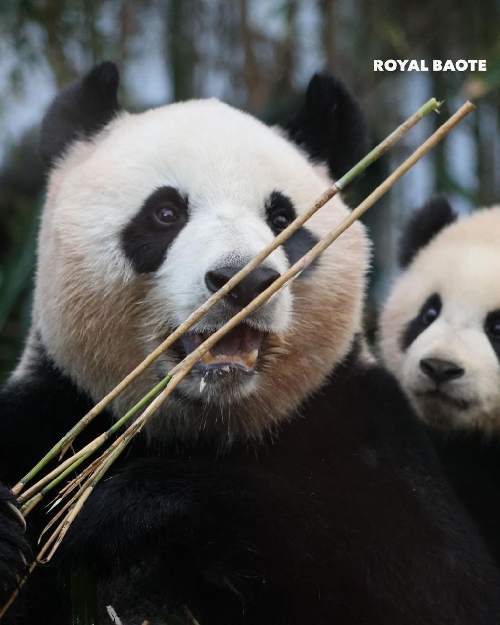 아이바오 바라보는 루이바오🐼.jpg | 인스티즈