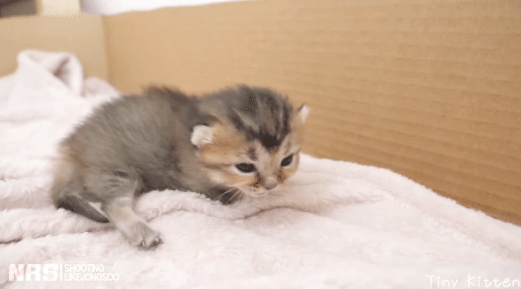 잠에서 깨어나 엄마를 찾는 아기냥이.gif | 인스티즈