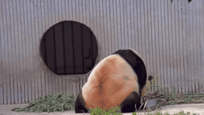 오늘도 삼툔들이 얼음빙수줘서 신난 푸바오🐼.gif | 인스티즈