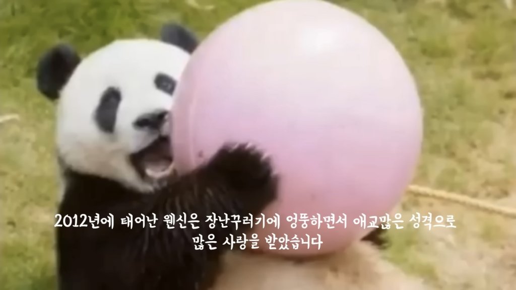 훤칠한 키, 짧은 다리, 귀여운 뱃살을 가진 우리 러부지 러바오.gif | 인스티즈