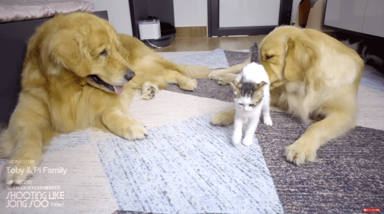 좌우 번갈아가며 거칠게 냥빨 당하는 아기냥이.gif | 인스티즈