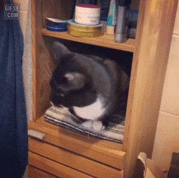 수건 정리 해주는 고양이.gif | 인스티즈