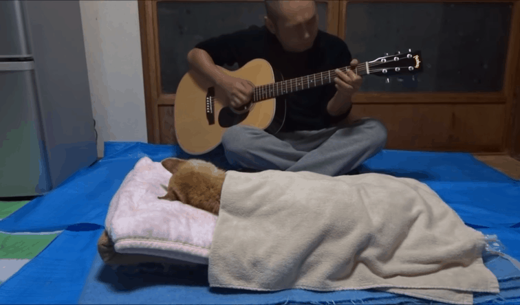 일본 유명 시바견 '마리' 사망.gif | 인스티즈