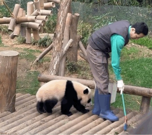 오늘자 대나무 우산🌂 선물받은 루이후이바오🐼.jpgif | 인스티즈
