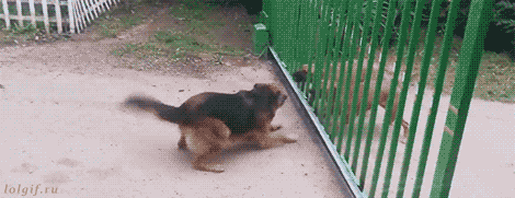 강아지가 서로 으르렁거리길래 싸우라고 판을 깔아줬다.GIF | 인스티즈