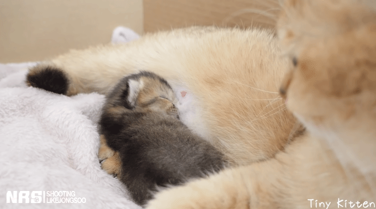 잠에서 깨어나 엄마를 찾는 아기냥이.gif | 인스티즈
