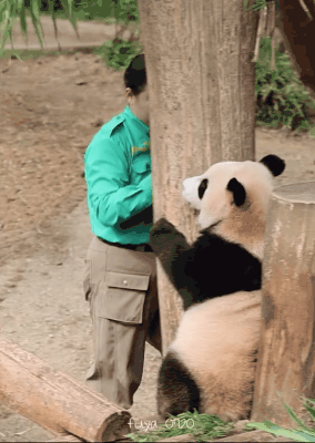 오바오랑 까꿍놀이하는 후이바오🐼.gif | 인스티즈