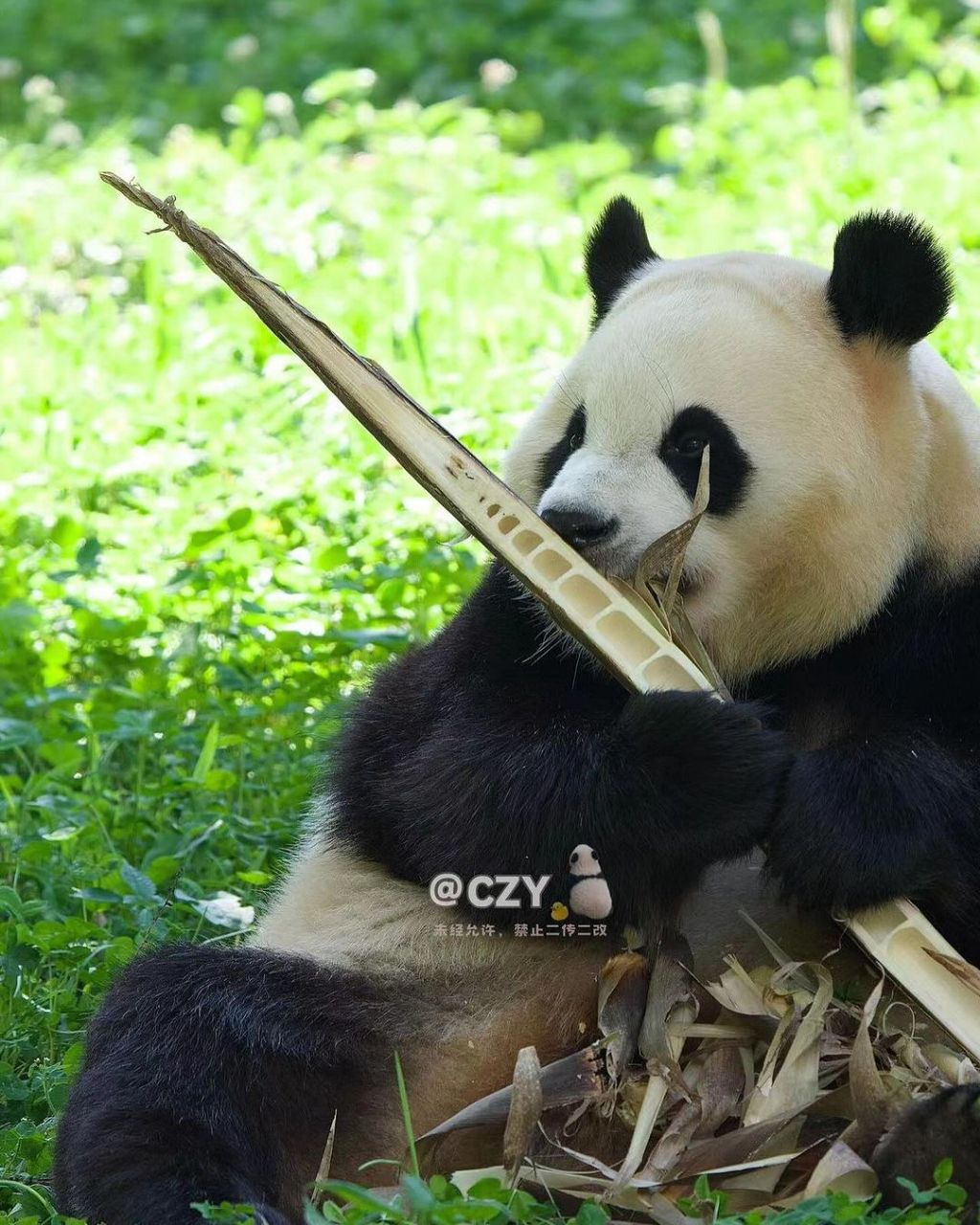 죽순 마이크들고 노래부르는 푸바오🐼.jpg | 인스티즈