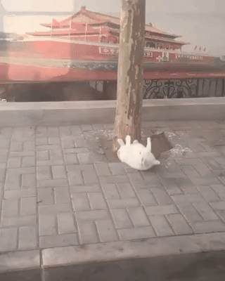 운동 빡세게 하는 고양이.gif | 인스티즈