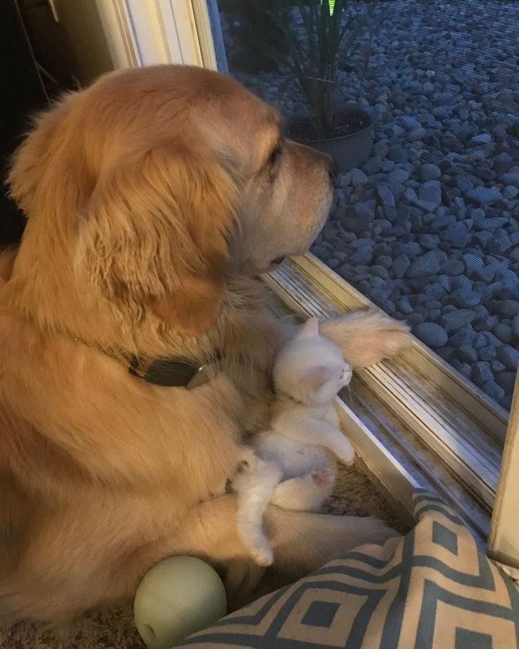 댕댕이와 고양이.jpg | 인스티즈