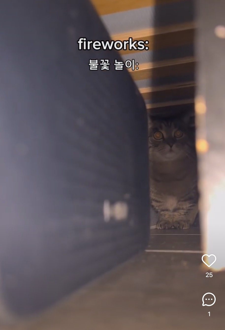 고양이 특 | 인스티즈
