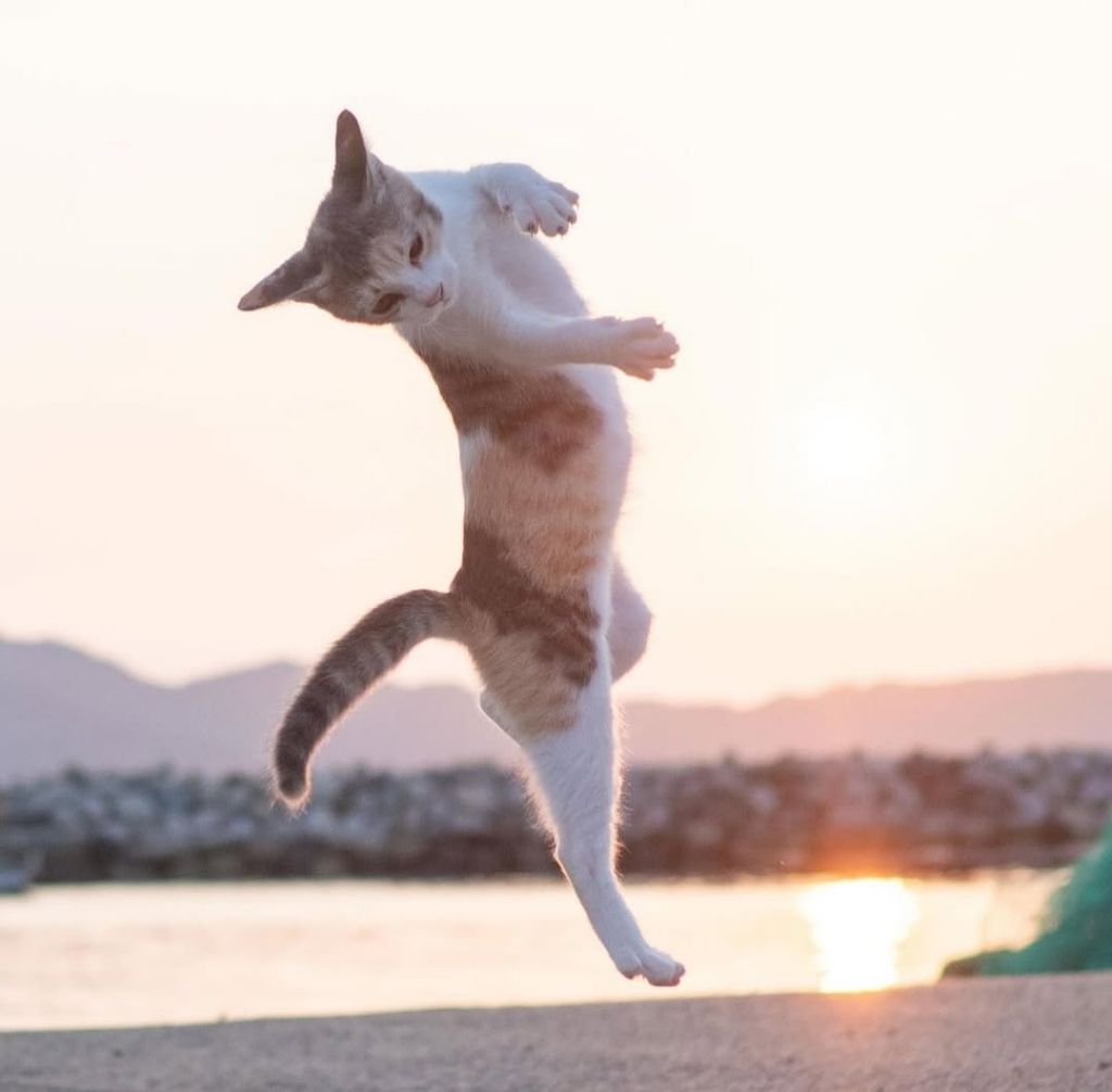 무림고수가 죽으면 고양이로 환생한다는 이야기가 있다 | 인스티즈
