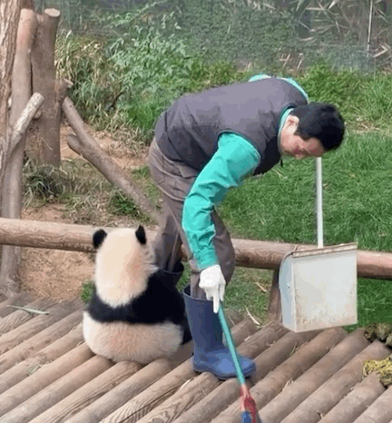 오늘자 대나무 우산🌂 선물받은 루이후이바오🐼.jpgif | 인스티즈