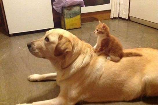 댕댕이와 고양이.jpg | 인스티즈