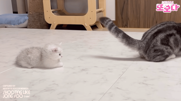 아깽이의 장난감.gif | 인스티즈