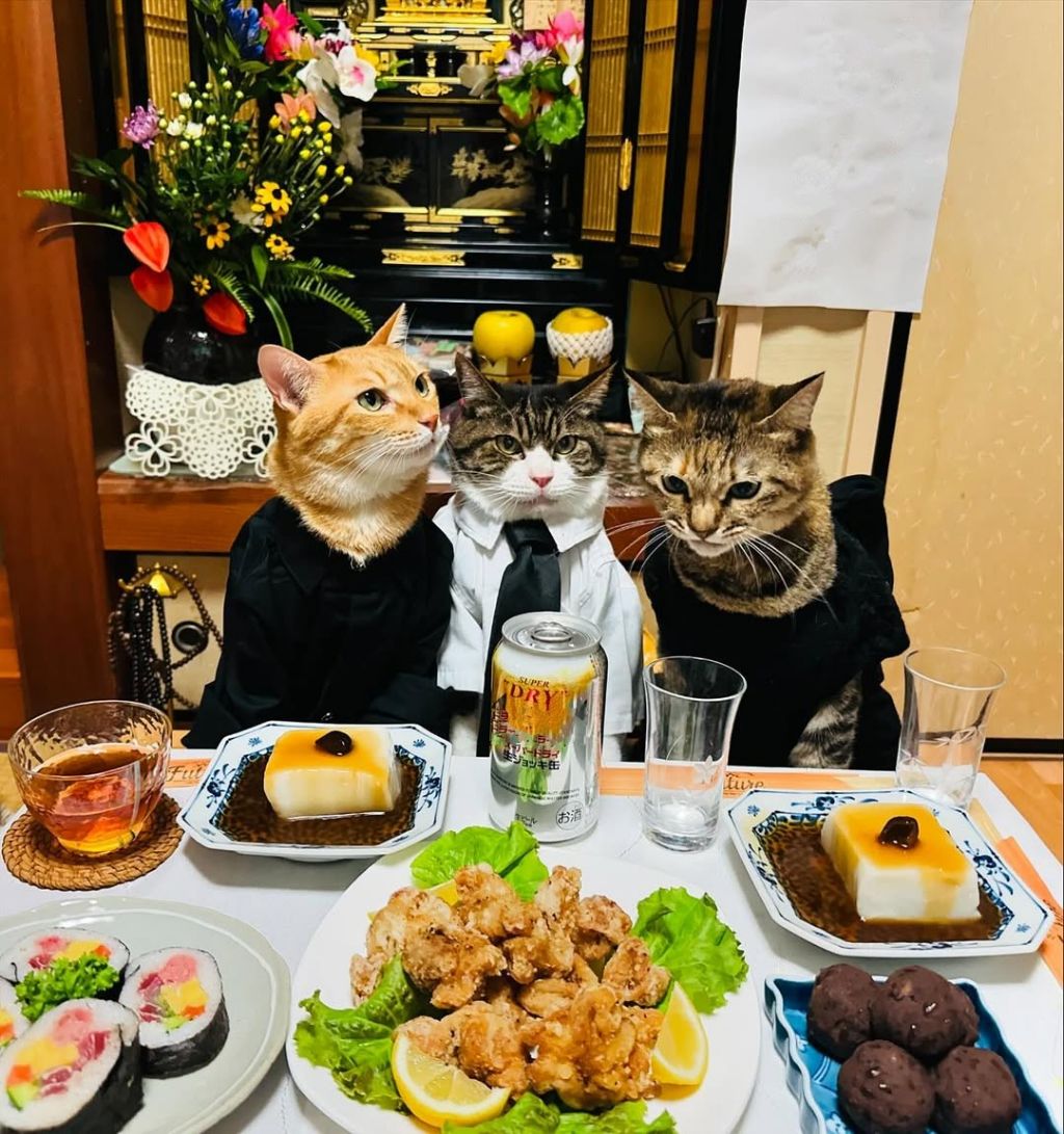 🐱어서오세요 저녁에도 운영하는 고등어 식당 입니다~ | 인스티즈