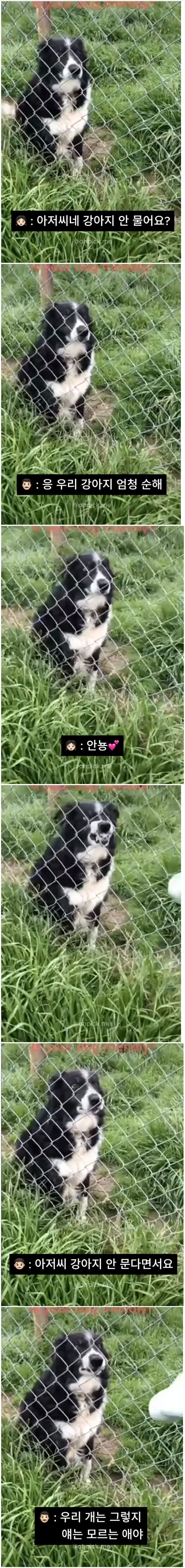 아저씨 이 개 물어요? | 인스티즈