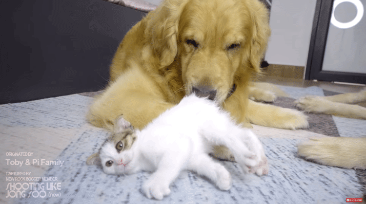 좌우 번갈아가며 거칠게 냥빨 당하는 아기냥이.gif | 인스티즈