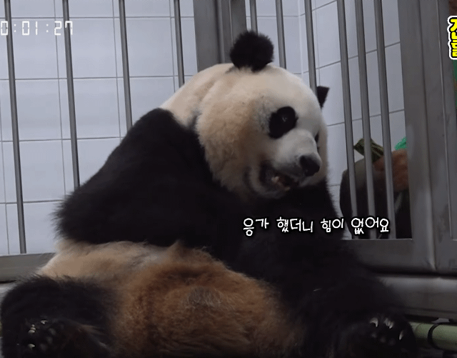 강바오 앞에선 아기같은 아이바오 이뻐이뻐.gif | 인스티즈