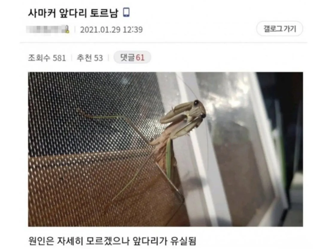 비브라늄 사마귀 최신근황 | 인스티즈