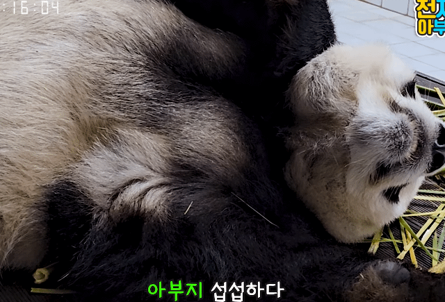 훤칠한 키, 짧은 다리, 귀여운 뱃살을 가진 우리 러부지 러바오.gif | 인스티즈