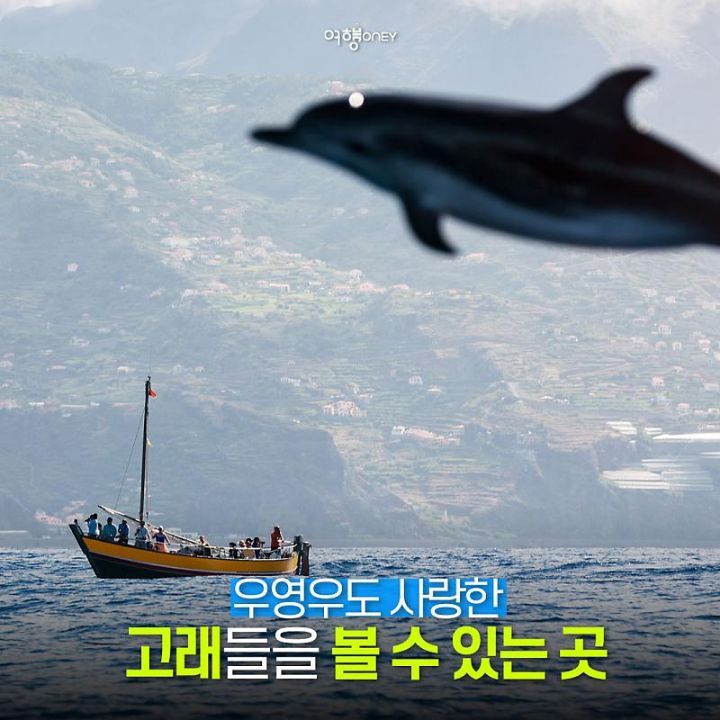 우영우도 사랑한 고래들을 볼 수 있는 곳.jpg | 인스티즈