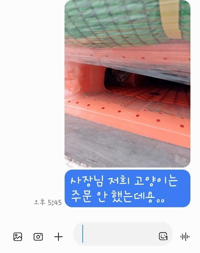 사장님 저희는 고양이 주문은 안했는데요... | 인스티즈