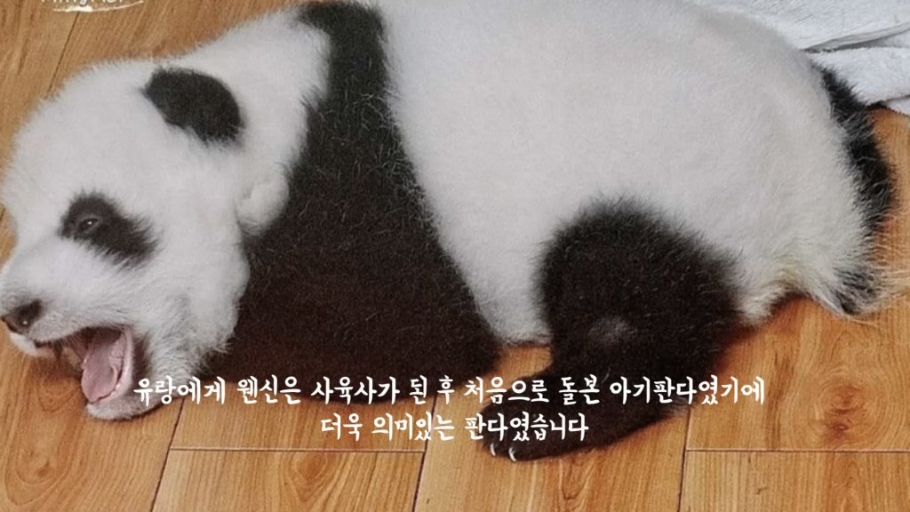 훤칠한 키, 짧은 다리, 귀여운 뱃살을 가진 우리 러부지 러바오.gif | 인스티즈
