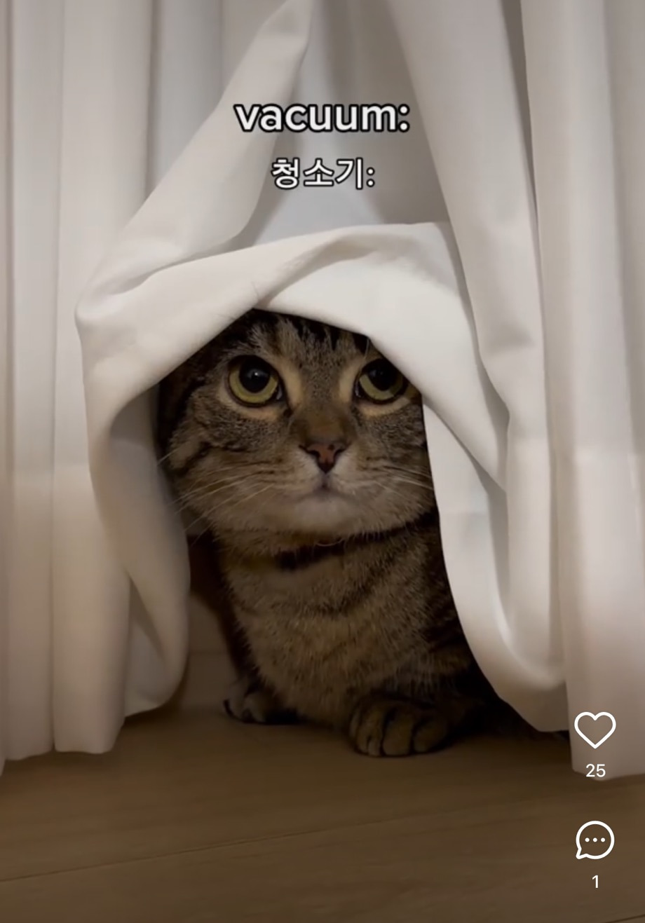 고양이 특 | 인스티즈