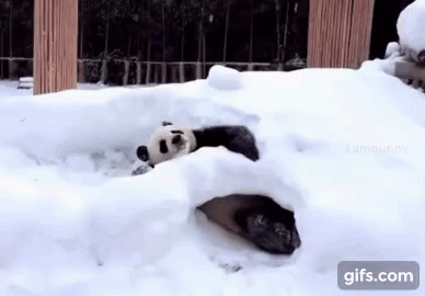 훤칠한 키, 짧은 다리, 귀여운 뱃살을 가진 우리 러부지 러바오.gif | 인스티즈