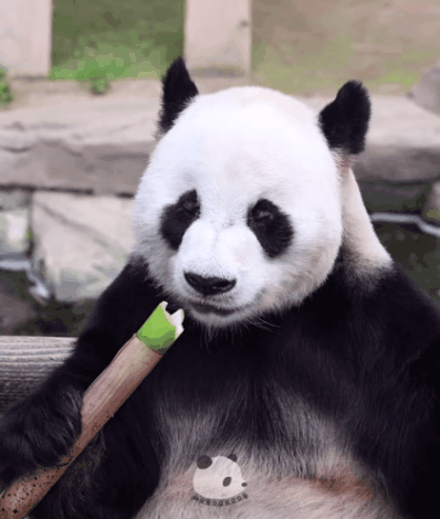 러바오🐼: 푸바오야 먹방은 이렇게 하는 거란다.gif | 인스티즈
