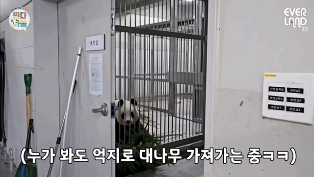 오늘 전지적 판다와쏭 먹깨비 아이바오ㅋㅋㅋㅋ.gif | 인스티즈