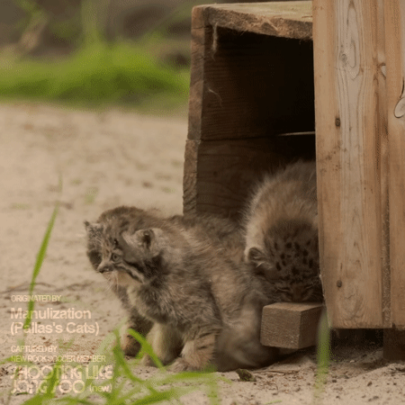 외출통제 당하는 냥이.gif | 인스티즈