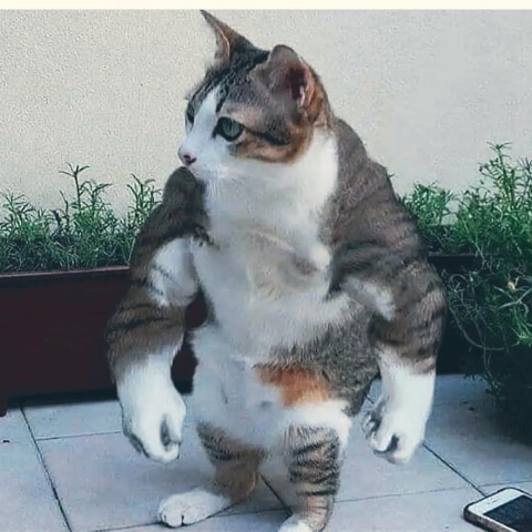 운동 빡세게 하는 고양이.gif | 인스티즈