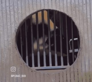 출소하는 푸바오🐼.gif | 인스티즈