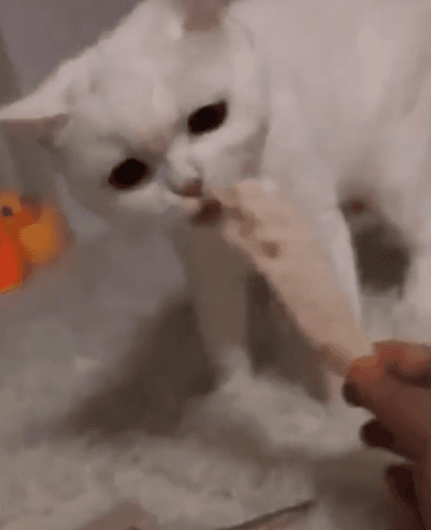 눈으로 불만을 표출하는 고양이.gif | 인스티즈