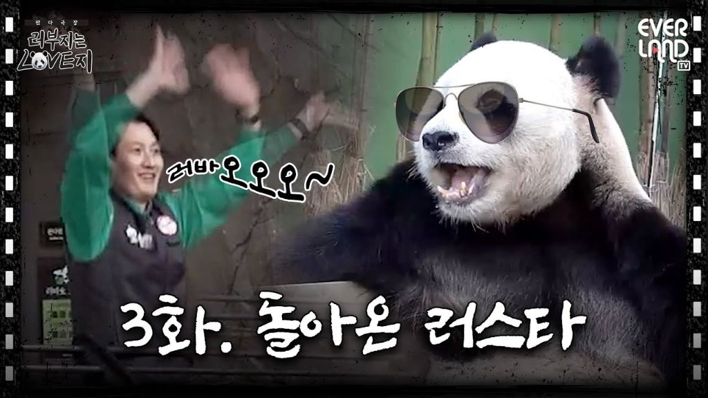 송바오 재롱에 한껏 신난 러바오🐼.gif | 인스티즈