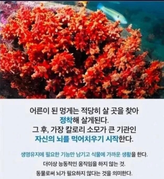 살만하면 뇌를 먹어치운다는 생물 | 인스티즈