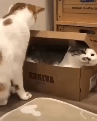 박스에 환장하는 고양이gif | 인스티즈