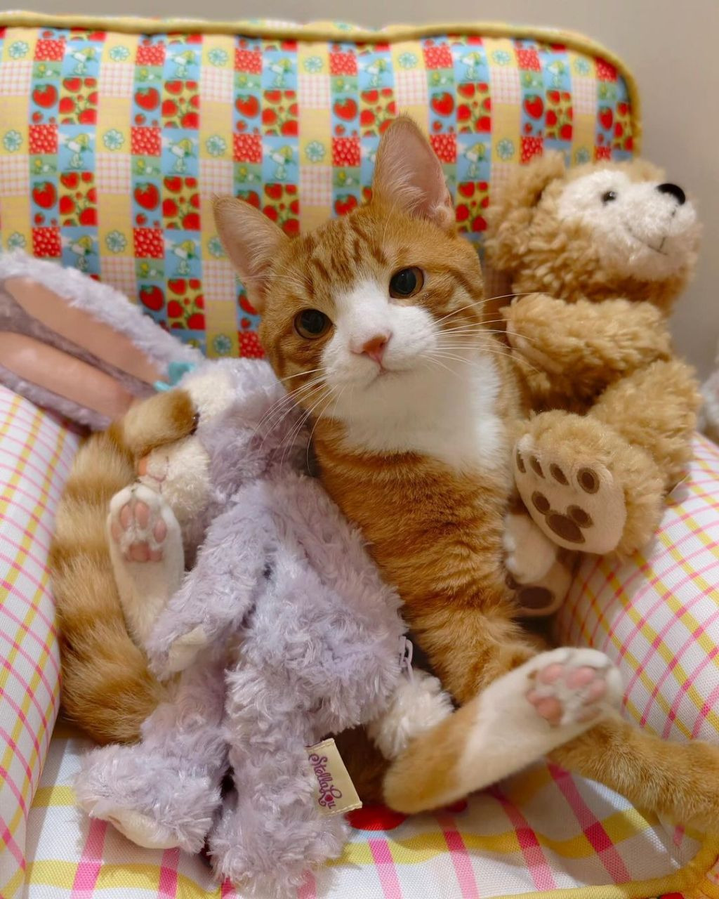 인형같은 고양이.jpg | 인스티즈