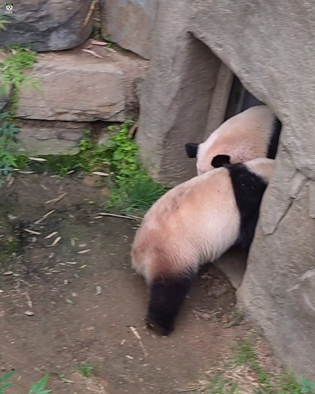 아이바오🐼의 신도림역 간접체험ㅋㅋㅋ(feat.그 판다) | 인스티즈