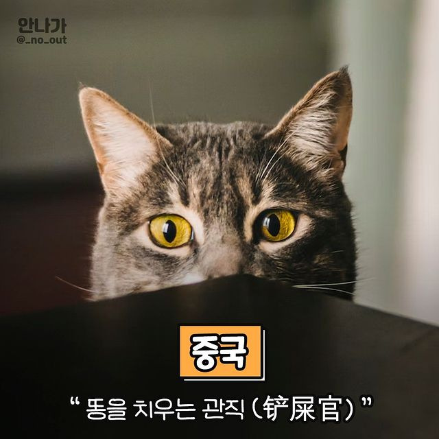 나라마다 고양이 집사를 부르는 말.jpg | 인스티즈