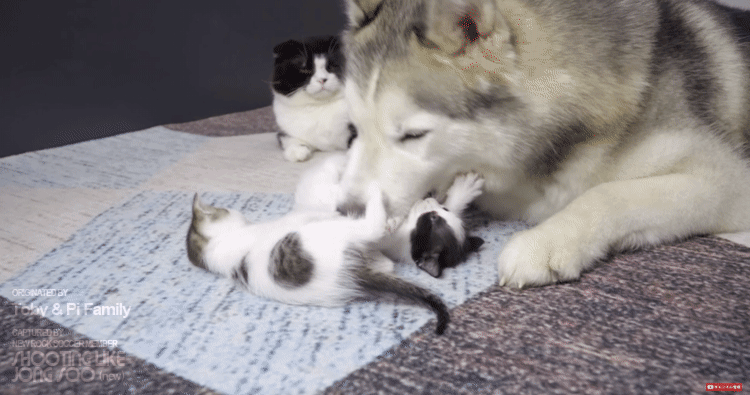 고양이 육아스킬 만렙인 시베리안 허스키.gif | 인스티즈