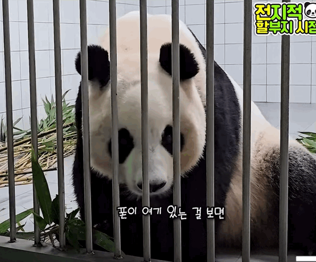 오늘 전지적 판다와쏭 먹깨비 아이바오ㅋㅋㅋㅋ.gif | 인스티즈