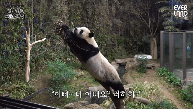 송바오 재롱에 한껏 신난 러바오🐼.gif | 인스티즈
